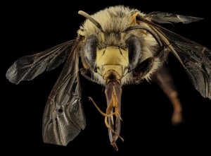 A male digger bee (Anthophora abrupta) sticks out its tongue. Credit, Sam Droege, USGS Bee Inventory and Monitoring Program.