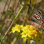 The Quino Checkerspot Butterfly (Euphydryas editha quino) is federally listed as “Endangered” throughout its range in California and New Mexico. Credit, US Fish and Wildlife Service.