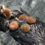 Sea otters consume sea urchins and help keep the undersea kelp forest healthy. Credit, Vancouver Aquarium.