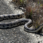 Northern pine snake alive on the roadside