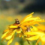 A bumble bee sits atop a yellow flower.