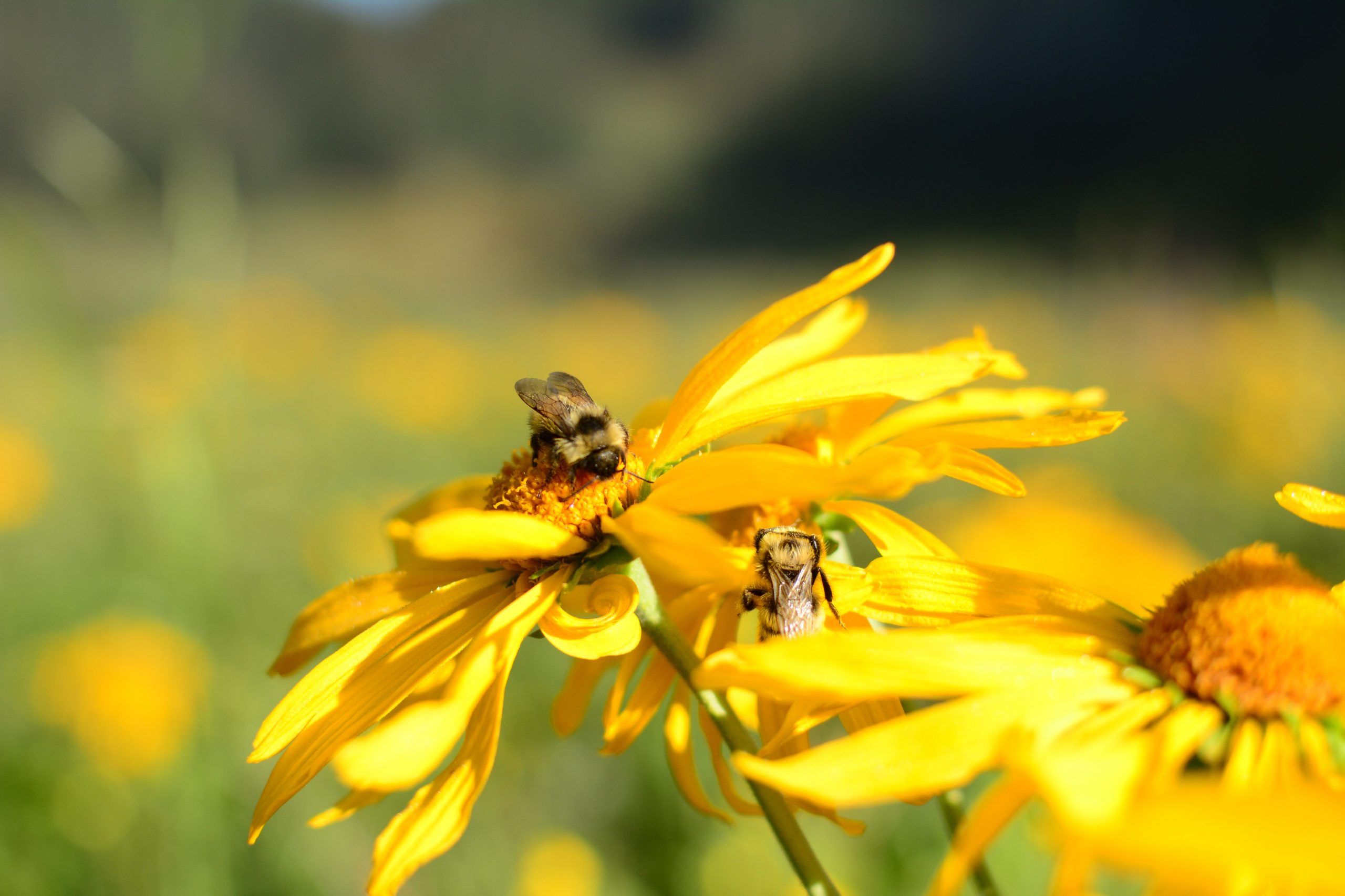 A bumble bee sits atop a yellow flower.