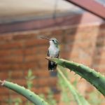 A humming bird sits atop a green leaf facing to its right. 