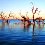 View of a bay with dead trees in the shallows (foreground).