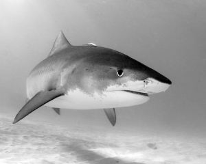 Tiger shark (Galeocerdo cuvier) photographed by author Neil Hammerschlag.