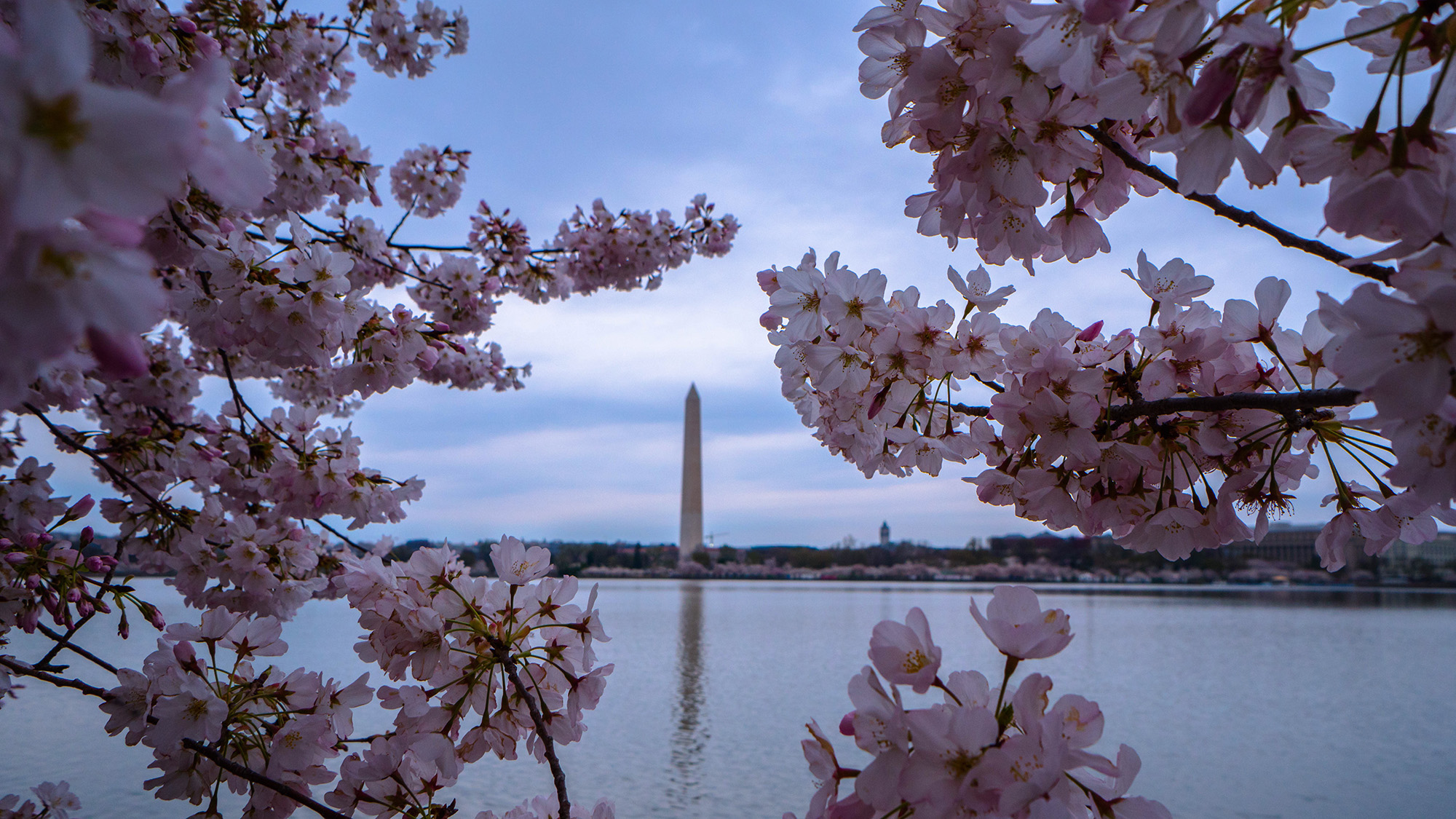 Cherry blossoms in Washington DC with the Washington Monument in the background.