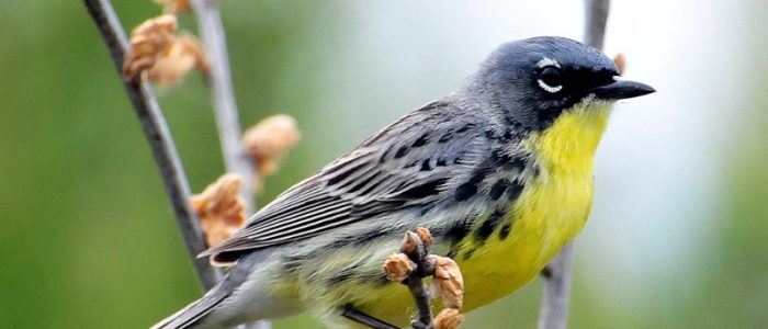 Endangered Kirtland's warbler