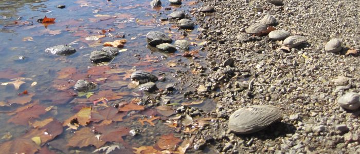 Mussel stranding, Marais de Cygnes River