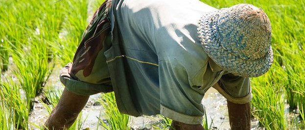 A farmer plants rice.