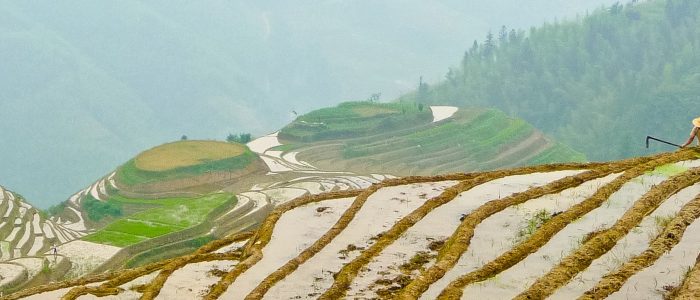 A terraced rice paddy.