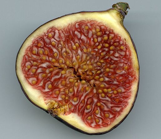 The story of the fig its wasp – | News and Views on Ecological Science