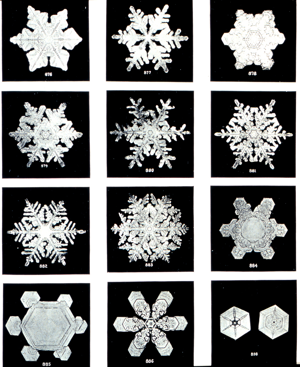 Snowflakes Still Hold Mystery Ecotone News And Views On Ecological 