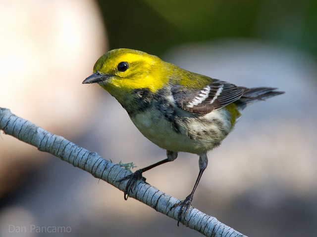 Population Ecology of Some Warblers of Northeastern Coniferous Forests ...