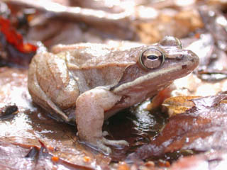 Scientists closely examine causes of frog abnormalities – Ecotone ...