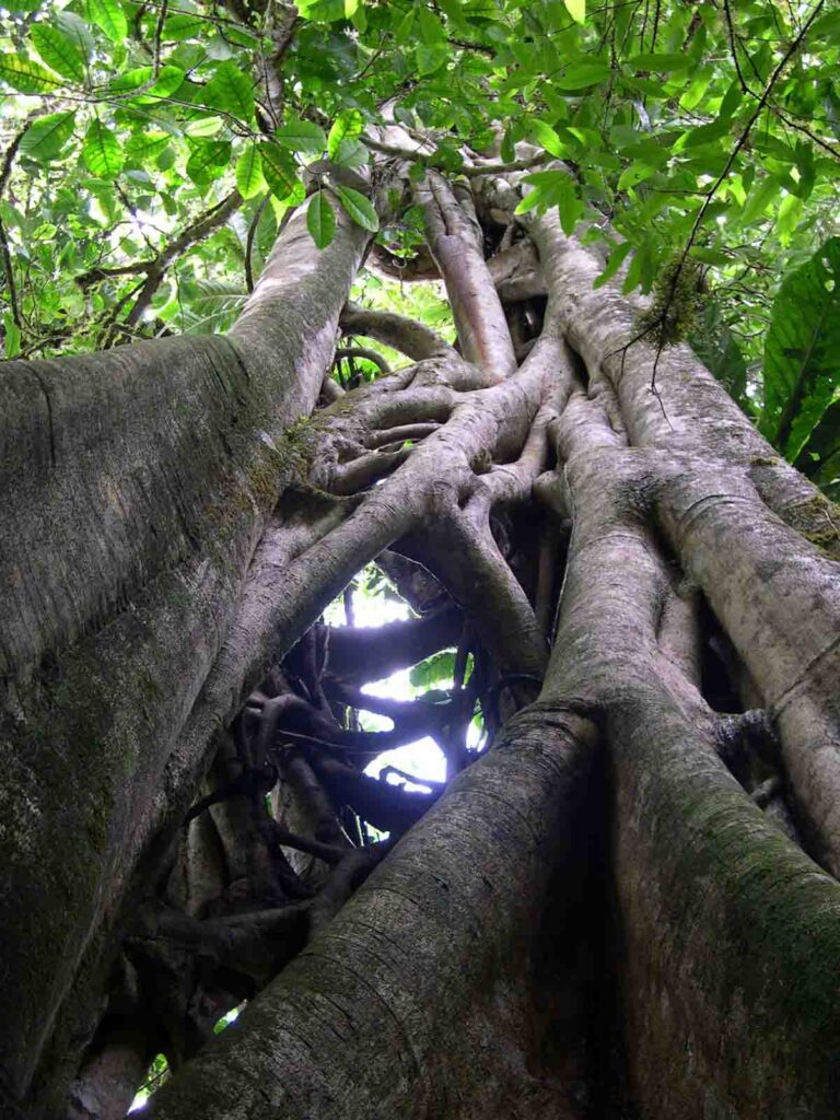 The view up a tree with intertwined roots.