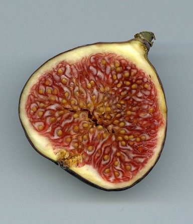 A bisection of a fig shows its internal structure.