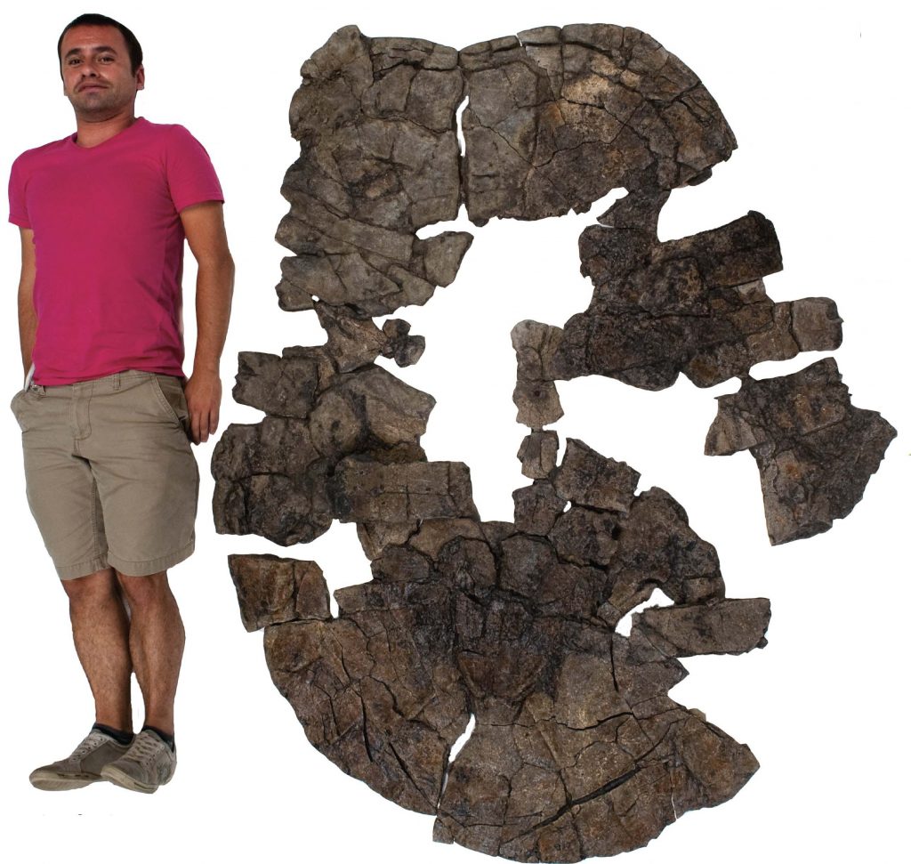 Edwin Cadena and his 60-million-year-old giant "coal turtle" Carbonemys cofrinii, discovered in Cerrejón coal mine, Colombia, South America. Used by permission.