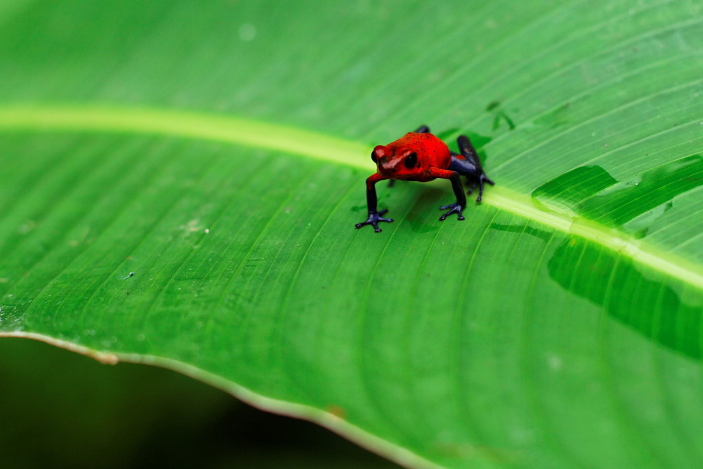 Strawberry poison dart frog, Costa Rica. Credit, Yannick Ott.