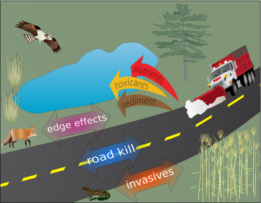 Roads as drivers of evolution. A suite of common ecological impacts of roads are shown as labeled arrows. While these effects are well described in road ecology, their role as known or likely agents of natural selection is poorly understood. Yet these factors are capable of driving contemporary evolutionary change. Studying the evolutionary effects of these factors will provide a more comprehensive understanding of the ways in which organisms are responding to the presence and consequences of roads.