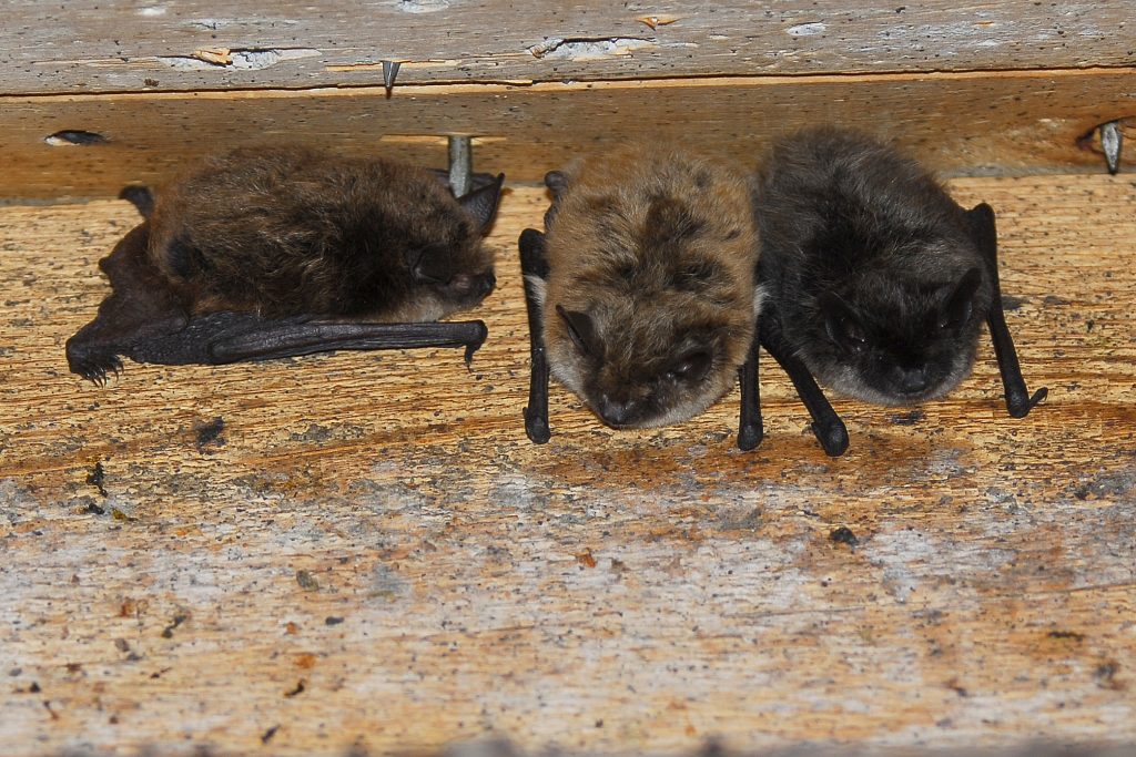 Three bats