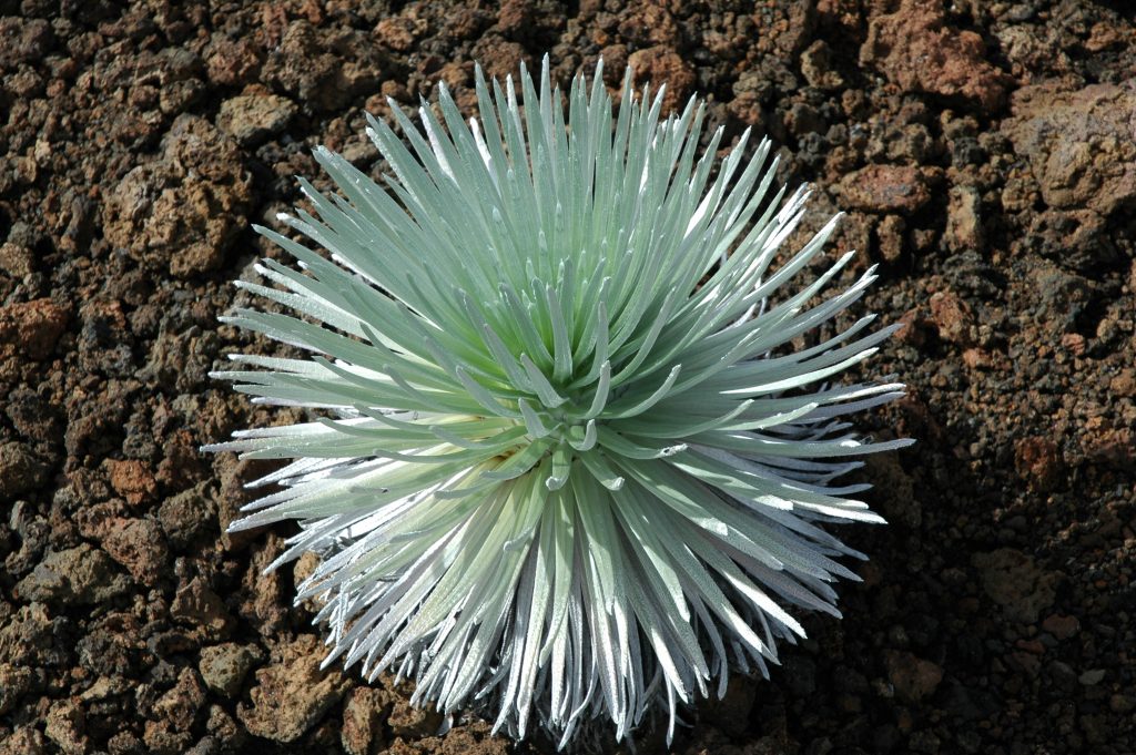 A Hawaiian silversword plant
