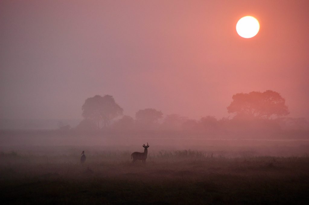 Deer in a misty landscape