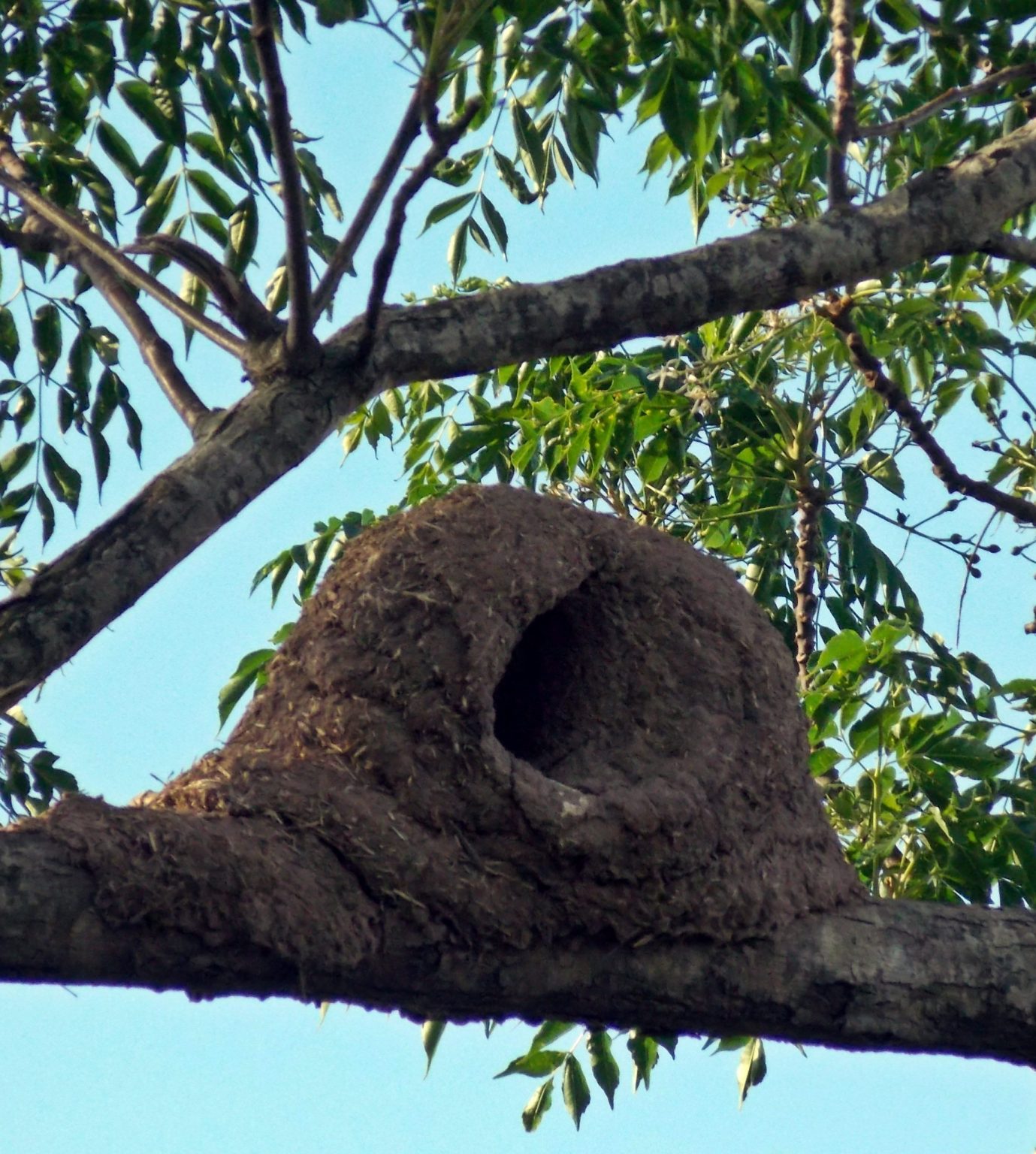 Which way should you point your nest? – Ecotone | News and Views on ...