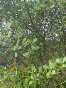 Clusia rosea tree along the hike to "The Three Crosses" on October 27, 2024. The tree has thick, glossy, oval leaves and a sturdy, bushy trunk.