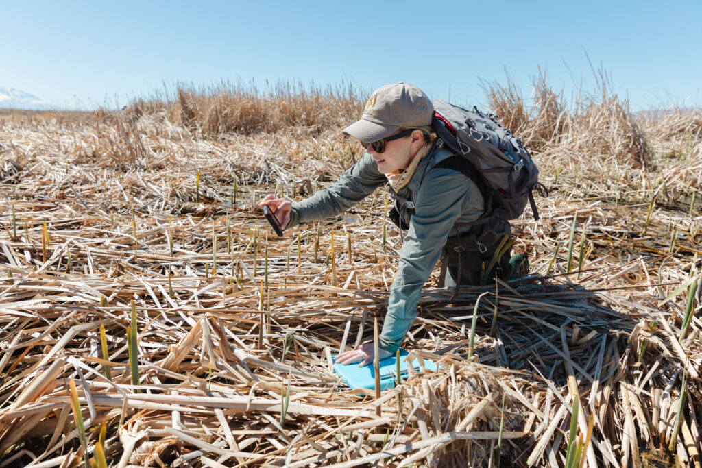 A person in a hat and sunglasses with a clipboard crouches in a marsh to take a photo with a phone.