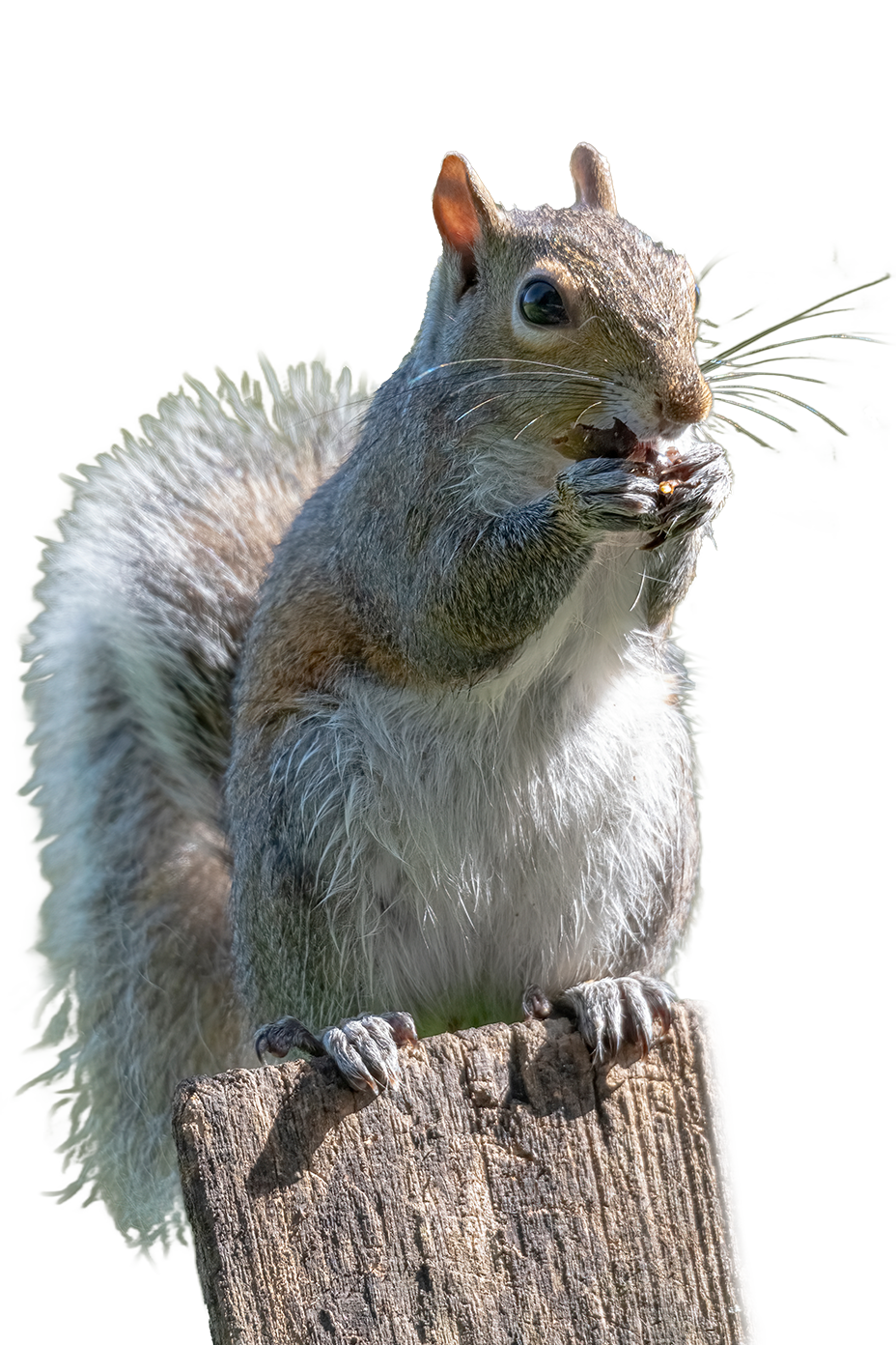 A squirrel observes while it munches on a nut atop a fence post.   It will be looking elsewhere for more.