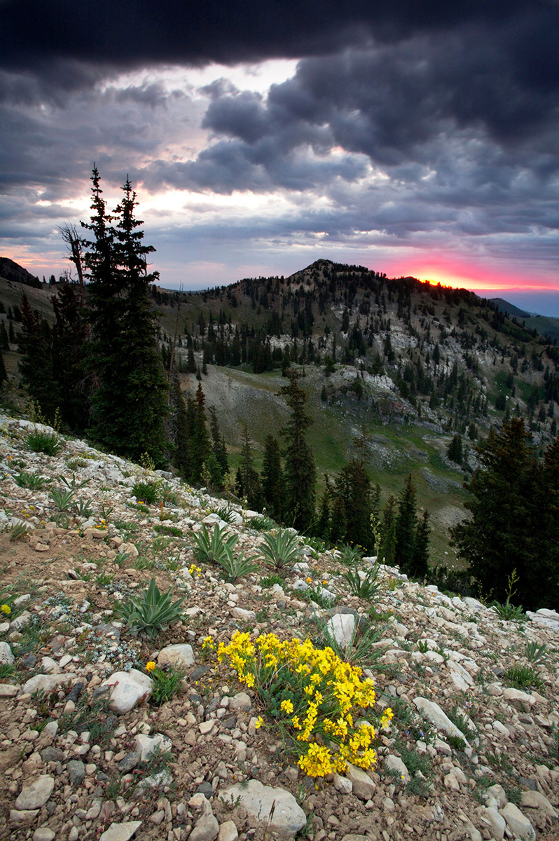 A rocky foreground with yellow vegetation has a rocky mountainous background with a setting sun and overcast conditions.