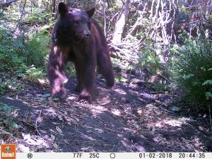 a black bear walking towards the camera