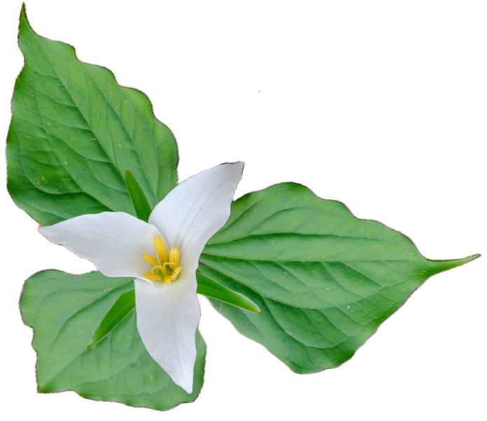 A Trillium Flower. The official flower of Toronto Canada
