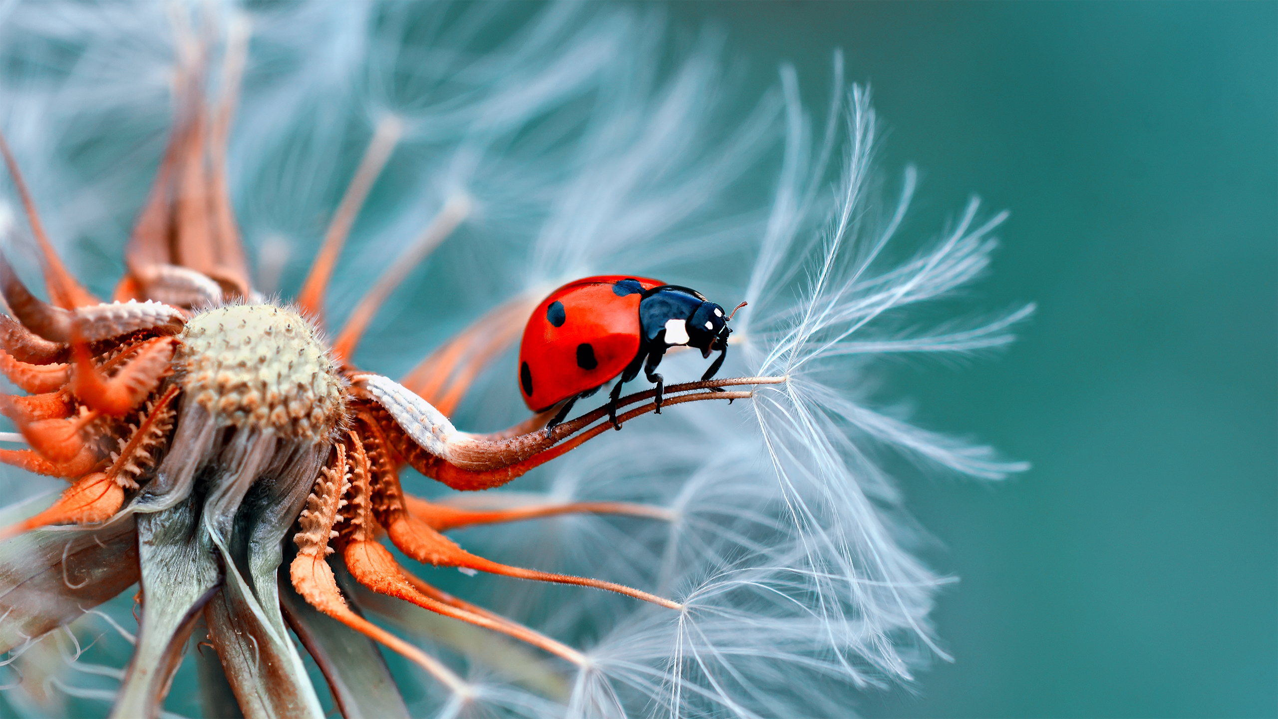 A ladybug at the edge of a seed pod.
