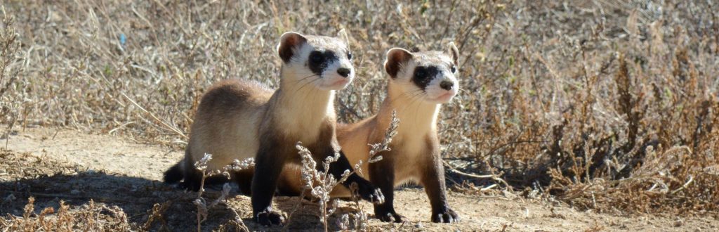 Two black-footed-ferrets stand together in an arid landscape.