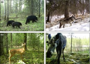 Ecological Races What Is Ecology? – Ecological Society of America