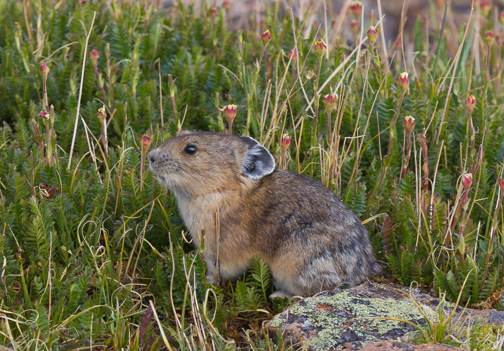 Helping scientists understand climate change's impacts on pikas