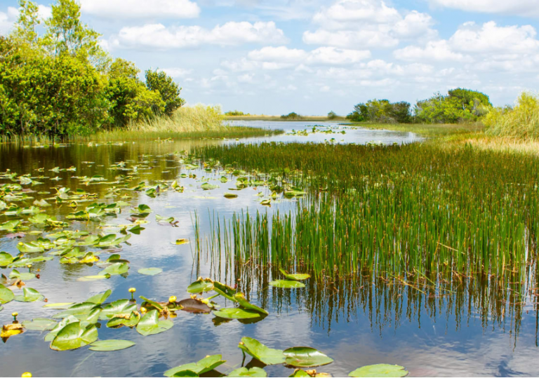 The Everglades remember – The Ecological Society of America