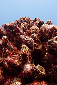 A close-up of dead coral