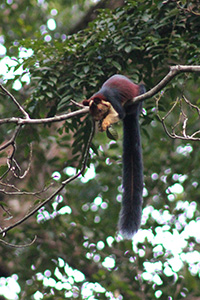 A squirrel sits on a branch, holding a leaf