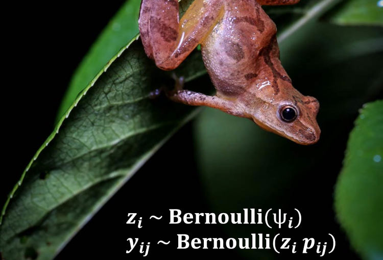 Featured image from "A Century of Statistical Ecology" collection, showing a frog and equations for parameterization of an occupancy model.