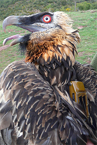 Thumbnail image showing a bearded vulture with a GPS backpack looking surprised