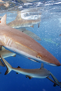 Thumbnail showing gray reef sharks.