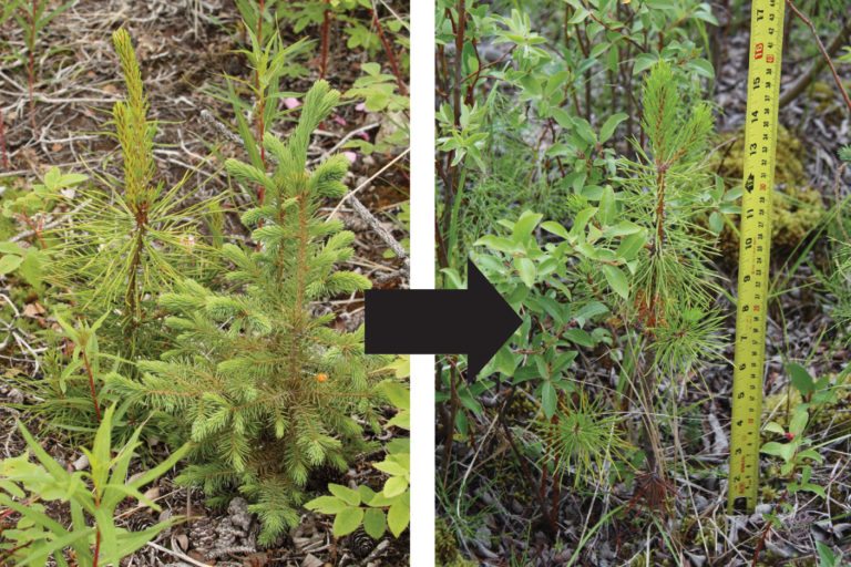 Side-by-side images of pine tree seedlings, showing growth over time.