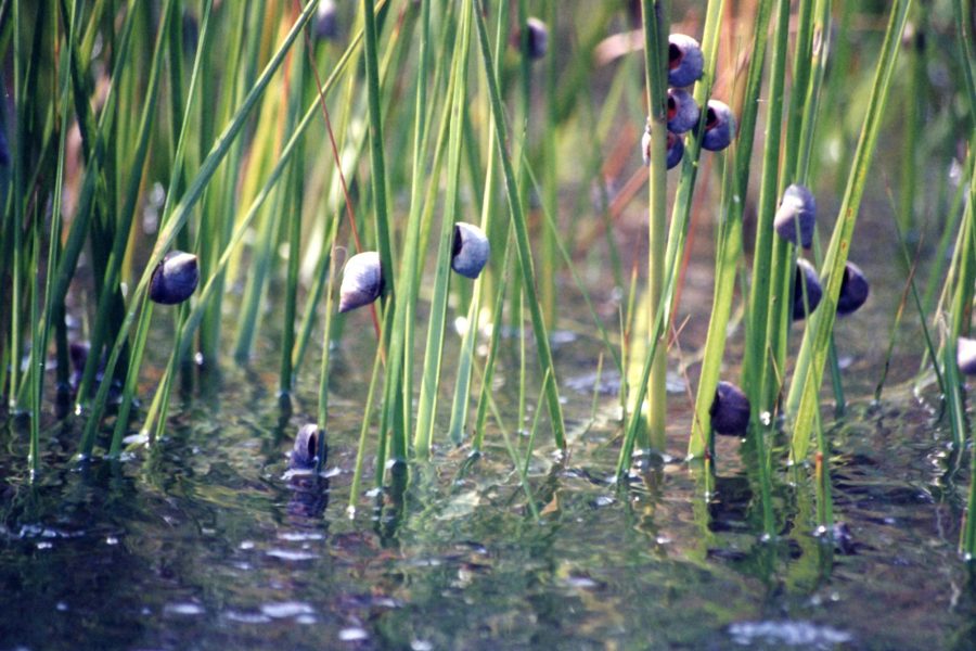 Periwinkle snails cling to cordgrass stems at high tide.