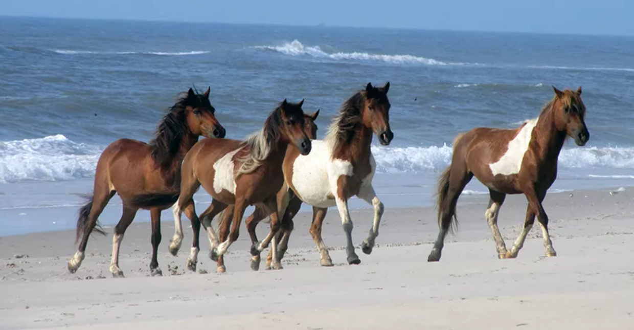 Assateague Island National Seashore