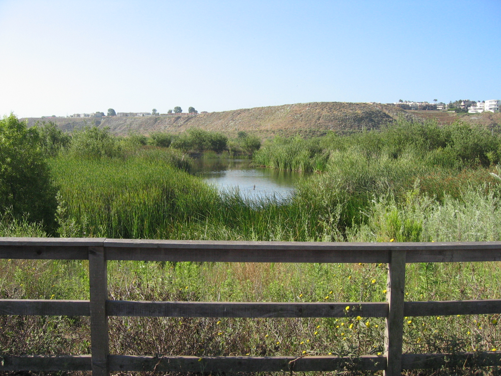 Photograph showing a wetland surrounded by dense trees and shrubs