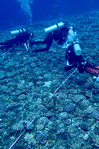 Thumbnail image showing three divers above a coral reef