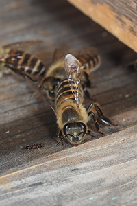 Thumbnail image showing a honey bee and an ant