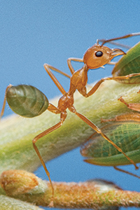 Thumbnail image showing a green and brown ant on a twig